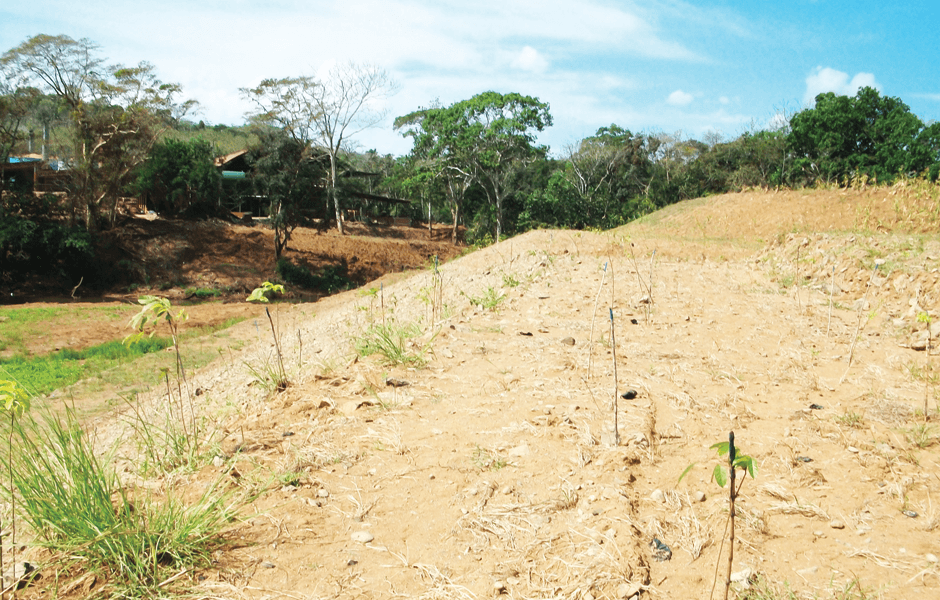 RSE: Reforestación Riberas del Río Caimito