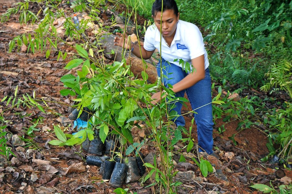 RSE: Reforestación - Compensación Ecológica